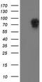 Dynein Axonemal Assembly Factor 1 antibody, TA504546, Origene, Western Blot image 