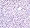 ITG antibody, A03829, Boster Biological Technology, Immunohistochemistry frozen image 