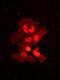 ICER antibody, H00001390-M02, Novus Biologicals, Immunofluorescence image 