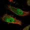 UBE3A antibody, HPA039410, Atlas Antibodies, Immunofluorescence image 