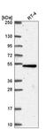TBC1 domain family member 24 antibody, HPA068080, Atlas Antibodies, Western Blot image 
