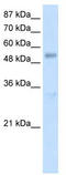 DDX19B antibody, TA345741, Origene, Western Blot image 