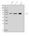 SED1 antibody, A02518-1, Boster Biological Technology, Western Blot image 