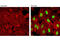 Interferon Regulatory Factor 1 antibody, 8478P, Cell Signaling Technology, Immunofluorescence image 
