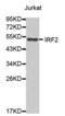 Interferon Regulatory Factor 2 antibody, abx000735, Abbexa, Western Blot image 