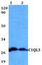 Complement C1q Like 3 antibody, PA5-75736, Invitrogen Antibodies, Western Blot image 