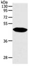 Neuropeptide Y Receptor Y1 antibody, orb107596, Biorbyt, Western Blot image 
