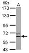 Copine 6 antibody, NBP2-15960, Novus Biologicals, Western Blot image 