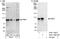 Progesterone Immunomodulatory Binding Factor 1 antibody, A301-156A, Bethyl Labs, Immunoprecipitation image 
