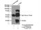 Complement C1q A Chain antibody, 11602-1-AP, Proteintech Group, Immunoprecipitation image 