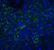 Neuritin 1 antibody, NBP1-77282, Novus Biologicals, Immunofluorescence image 