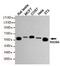 RAD9 Checkpoint Clamp Component A antibody, M04161, Boster Biological Technology, Western Blot image 