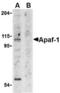 APAF antibody, TA305972, Origene, Western Blot image 