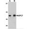 Anaphase Promoting Complex Subunit 7 antibody, MBS150608, MyBioSource, Western Blot image 