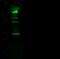 Lysine Methyltransferase 5A antibody, 11726-T48, Sino Biological, Western Blot image 