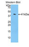 Histone Cluster 1 H2A Family Member H antibody, LS-C294524, Lifespan Biosciences, Western Blot image 