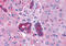 Vasoactive Intestinal Peptide Receptor 2 antibody, MBS246802, MyBioSource, Immunohistochemistry frozen image 