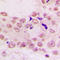 Histone Cluster 4 H4 antibody, LS-C354256, Lifespan Biosciences, Immunohistochemistry frozen image 