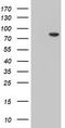 Membrane Palmitoylated Protein 5 antibody, TA504451, Origene, Western Blot image 