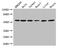 E3 ubiquitin-protein ligase ARIH2 antibody, CSB-PA002069LA01HU, Cusabio, Western Blot image 