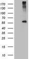 Carboxypeptidase M antibody, TA807318, Origene, Western Blot image 