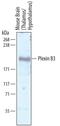 Plexin B3 antibody, AF6879, R&D Systems, Western Blot image 