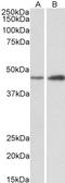 Protein NDRG2 antibody, LS-B9230, Lifespan Biosciences, Western Blot image 