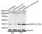 p38 antibody, AP0055, ABclonal Technology, Western Blot image 