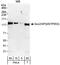SEC23 Interacting Protein antibody, A300-593A, Bethyl Labs, Western Blot image 