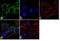Tropomyosin 3 antibody, 720306, Invitrogen Antibodies, Immunofluorescence image 