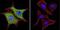 Valosin Containing Protein antibody, ab11433, Abcam, Immunofluorescence image 