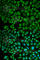Lysosomal protective protein antibody, A5503, ABclonal Technology, Immunofluorescence image 
