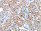AUP1 Lipid Droplet Regulating VLDL Assembly Factor antibody, CSB-PA258902, Cusabio, Immunohistochemistry paraffin image 