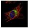 DnaJ homolog subfamily A member 3, mitochondrial antibody, NBP2-20633, Novus Biologicals, Immunofluorescence image 