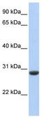 CLDN1 antibody, TA335968, Origene, Western Blot image 