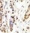 Nuclear Autoantigenic Sperm Protein antibody, FNab05559, FineTest, Immunohistochemistry paraffin image 