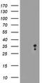 Myeloid Leukemia Factor 2 antibody, TA504837S, Origene, Western Blot image 