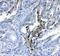 Coagulation Factor II, Thrombin antibody, A00044, Boster Biological Technology, Immunohistochemistry frozen image 