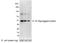 E tag antibody, A190-132A, Bethyl Labs, Western Blot image 