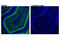 Doublecortin antibody, 14053S, Cell Signaling Technology, Flow Cytometry image 
