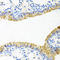 Protein Tob2 antibody, LS-C349047, Lifespan Biosciences, Immunohistochemistry frozen image 