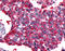 CALCRL antibody, TA316586, Origene, Immunohistochemistry frozen image 