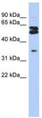 2-Oxoglutarate And Iron Dependent Oxygenase Domain Containing 1 antibody, TA346794, Origene, Western Blot image 