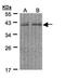 REX4 Homolog, 3'-5' Exonuclease antibody, PA5-28807, Invitrogen Antibodies, Western Blot image 