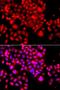 Protein Kinase C And Casein Kinase Substrate In Neurons 2 antibody, orb373761, Biorbyt, Immunofluorescence image 