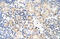 TAR DNA Binding Protein antibody, ARP38941_T100, Aviva Systems Biology, Immunohistochemistry frozen image 