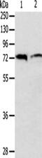 ANTXR Cell Adhesion Molecule 1 antibody, CSB-PA276953, Cusabio, Western Blot image 