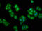 Prune Exopolyphosphatase 1 antibody, CSB-PA771430LA01HU, Cusabio, Immunofluorescence image 