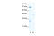 Heat Shock Transcription Factor 4 antibody, 27-663, ProSci, Western Blot image 