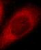 Junction Mediating And Regulatory Protein, P53 Cofactor antibody, FNab04443, FineTest, Immunofluorescence image 
